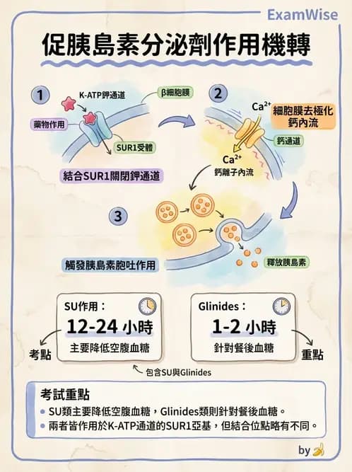營養 - 糖尿病與代謝症候群 - AI 圖文解析預覽