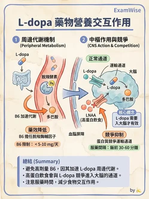 營養 - 藥物與營養素交互作用 - AI 圖文解析預覽
