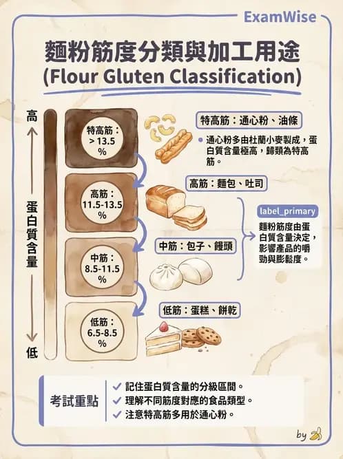 營養 - 穀類、澱粉與麵粉製備原理 - AI 圖文解析預覽