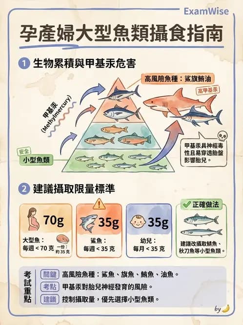 營養 - 母嬰與兒童營養政策 - AI 圖文解析預覽