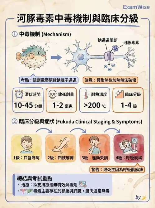 營養 - 天然毒素 - AI 圖文解析預覽