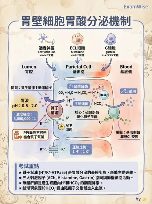 營養 - 消化系統生理學 - AI 圖文解析預覽