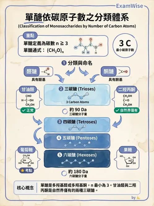 營養 - 醣類代謝 - AI 圖文解析預覽
