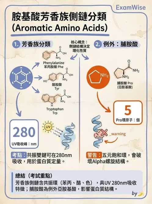 營養 - 蛋白質與胺基酸代謝 - AI 圖文解析預覽