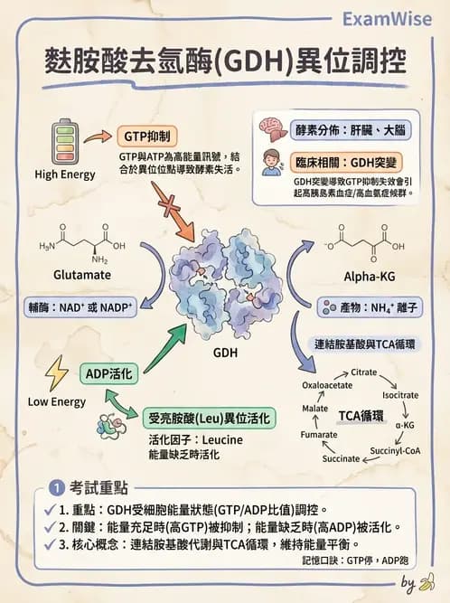 營養 - 蛋白質與胺基酸代謝 - AI 圖文解析預覽