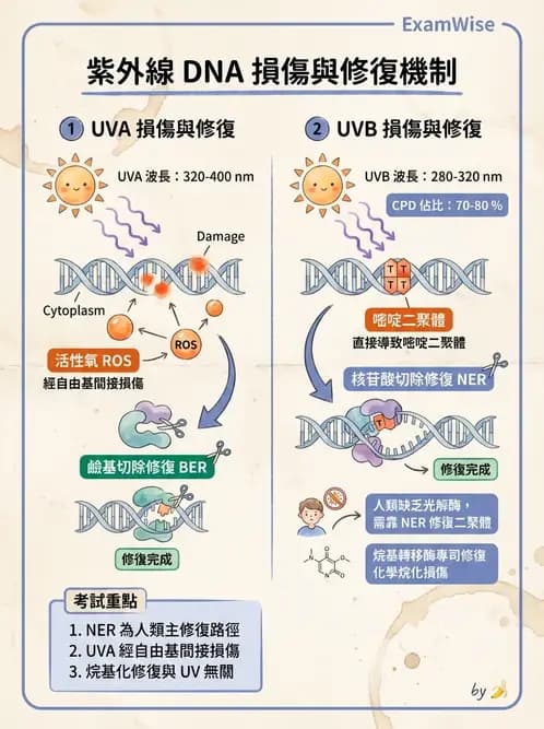 營養 - 核酸與基因表現 - AI 圖文解析預覽