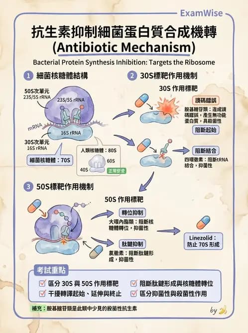 營養 - 核酸與基因表現 - AI 圖文解析預覽