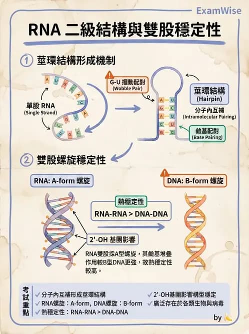 營養 - 核酸與基因表現 - AI 圖文解析預覽