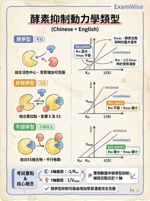 營養 - 酵素學基礎 - AI 圖文解析預覽