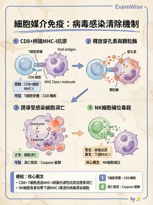 營養 - 血液與免疫 - AI 圖文解析預覽