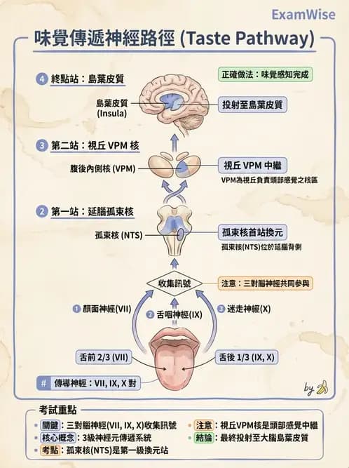 營養 - 神經系統生理學 - AI 圖文解析預覽