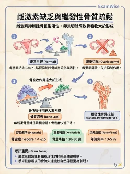 營養 - 生殖系統生理學 - AI 圖文解析預覽