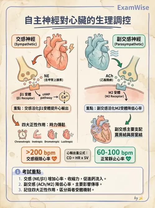 營養 - 心血管系統生理學 - AI 圖文解析預覽