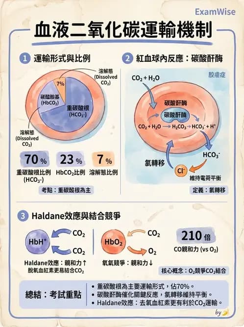 營養 - 呼吸系統生理學 - AI 圖文解析預覽