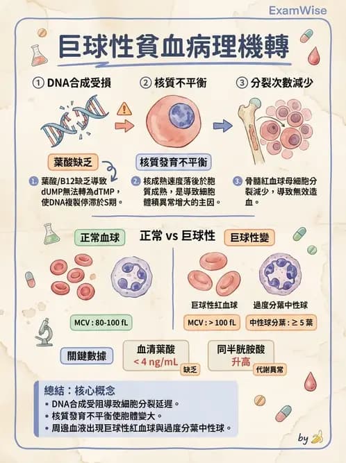 營養 - 單碳代謝與造血B群維生素 - AI 圖文解析預覽