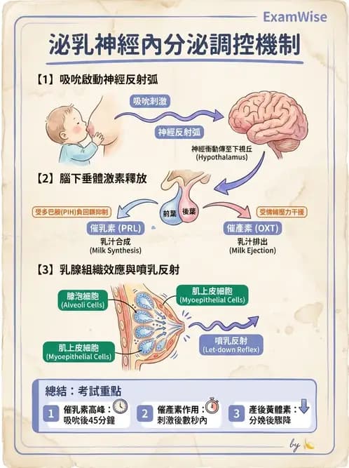 營養 - 孕期與哺乳期營養 - AI 圖文解析預覽