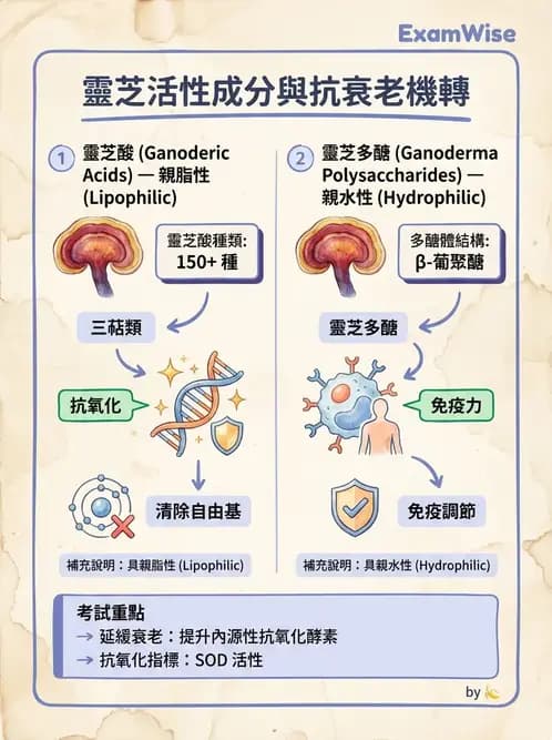 營養 - 當代營養學相關議題 - AI 圖文解析預覽
