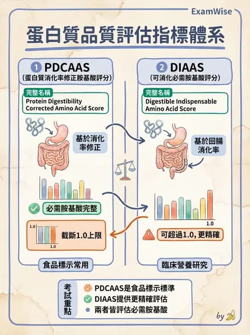 營養 - 蛋白質消化吸收與品質評估 - AI 圖文解析預覽