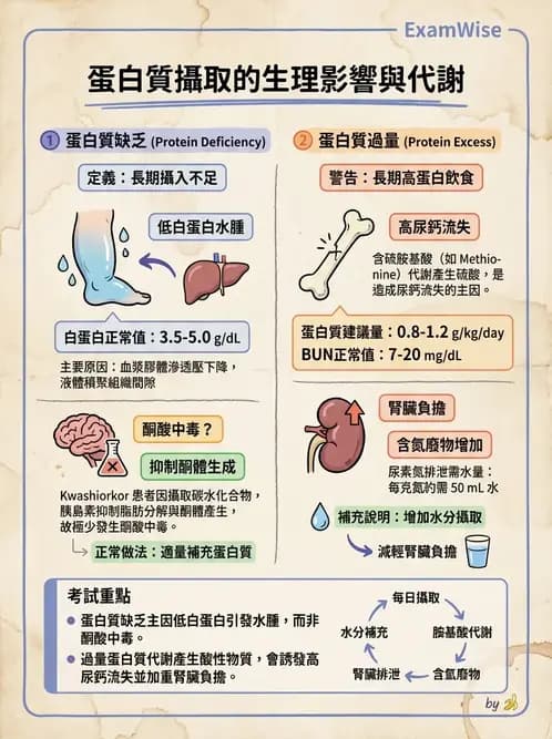 營養 - 當代營養學相關議題 - AI 圖文解析預覽