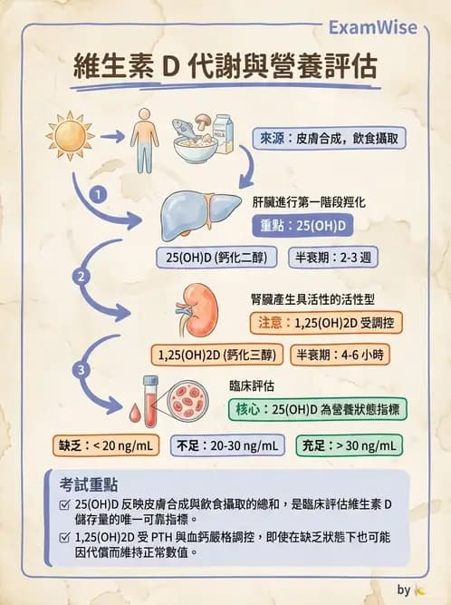 營養 - 維生素D - AI 圖文解析預覽