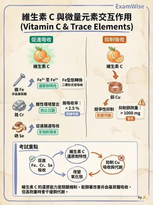 營養 - 維生素C與其他水溶性維生素 - AI 圖文解析預覽