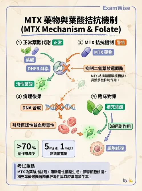 營養 - 藥物與營養素交互作用 - AI 圖文解析預覽
