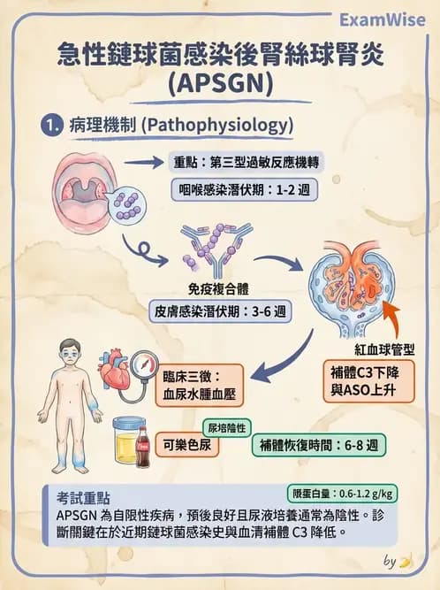營養 - 腎臟疾病飲食治療 - AI 圖文解析預覽