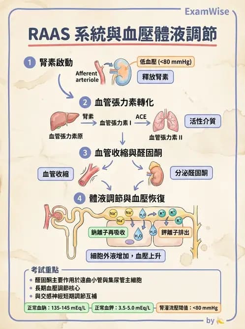 營養 - 高血壓與心血管保護飲食 - AI 圖文解析預覽