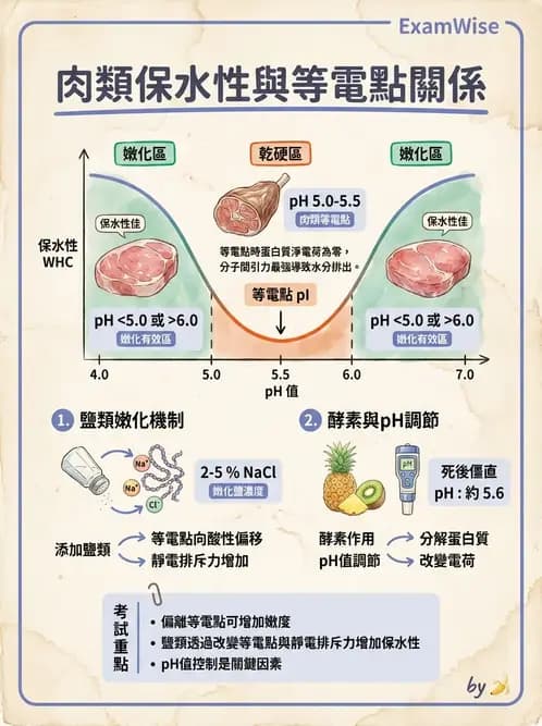 營養 - 動植物性食材製備原理 - AI 圖文解析預覽