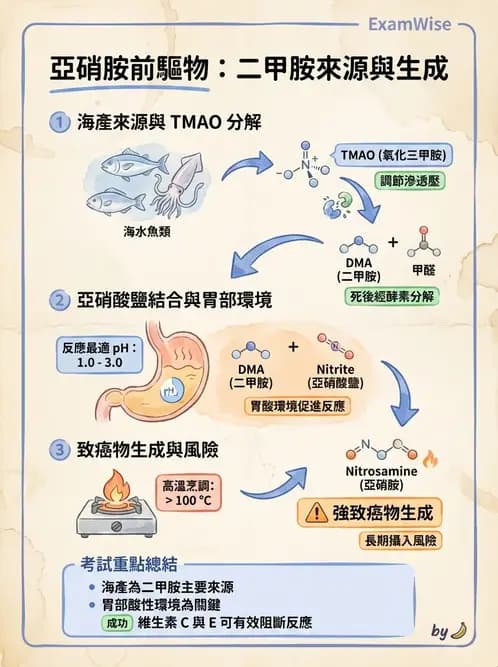 營養 - 化學性危害 - AI 圖文解析預覽
