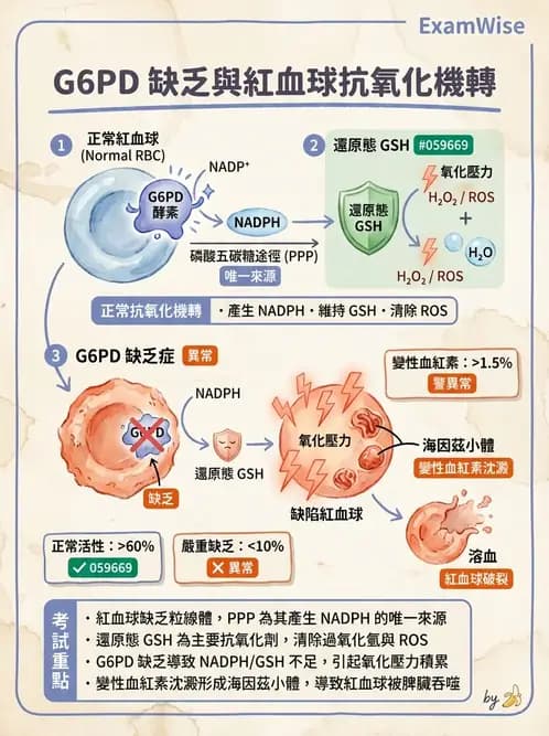 營養 - 醣類代謝 - AI 圖文解析預覽