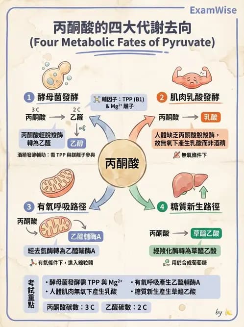 營養 - 醣類代謝 - AI 圖文解析預覽