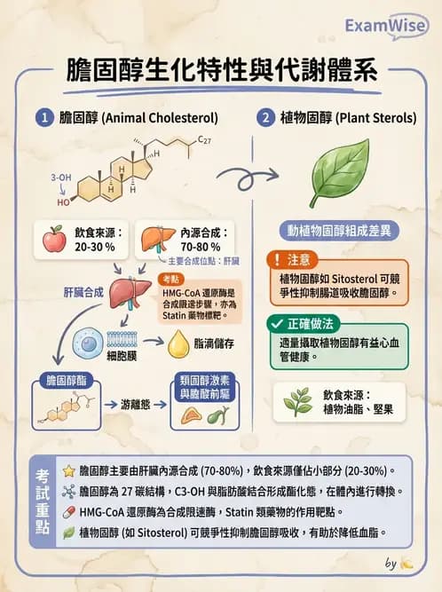 營養 - 脂質代謝 - AI 圖文解析預覽