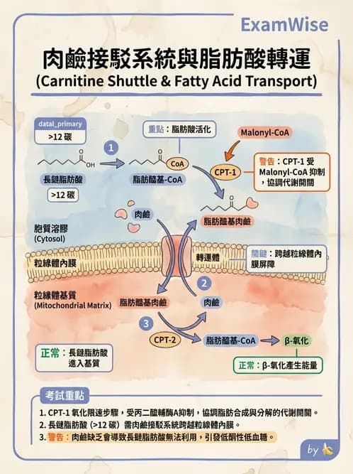 營養 - 脂質代謝 - AI 圖文解析預覽