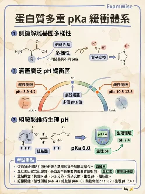 營養 - 蛋白質與胺基酸代謝 - AI 圖文解析預覽