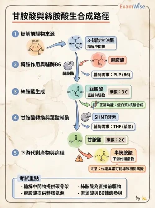 營養 - 蛋白質與胺基酸代謝 - AI 圖文解析預覽