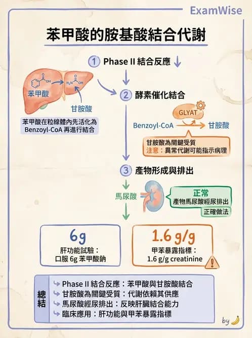 營養 - 蛋白質與胺基酸代謝 - AI 圖文解析預覽