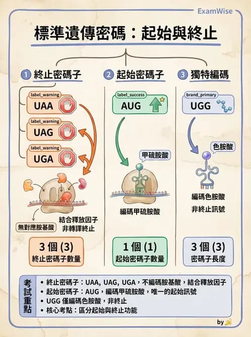 營養 - 核酸與基因表現 - AI 圖文解析預覽