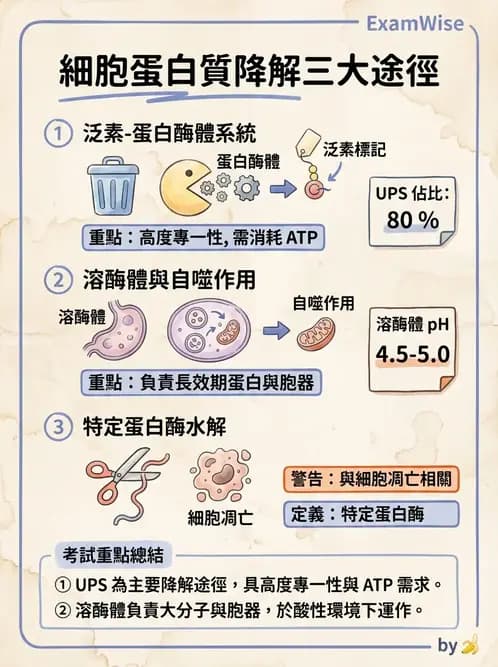 營養 - 蛋白質與胺基酸代謝 - AI 圖文解析預覽