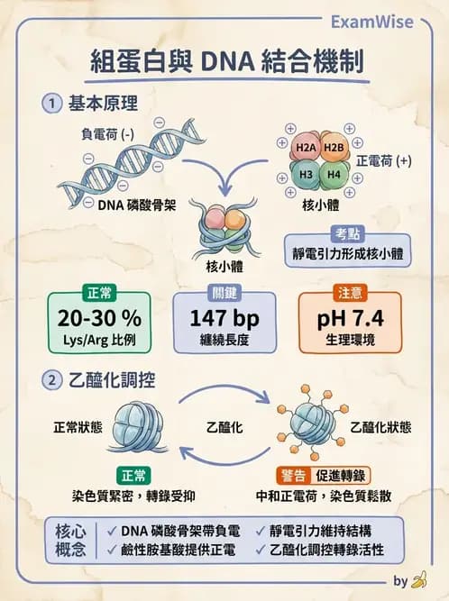 營養 - 核酸與基因表現 - AI 圖文解析預覽