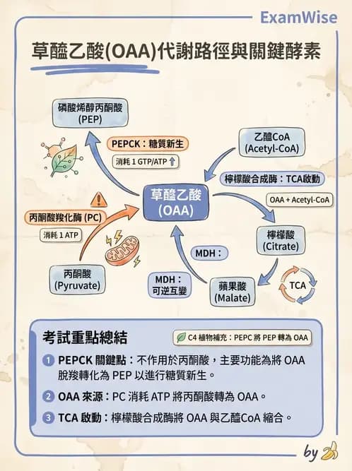 營養 - 能量代謝 - AI 圖文解析預覽