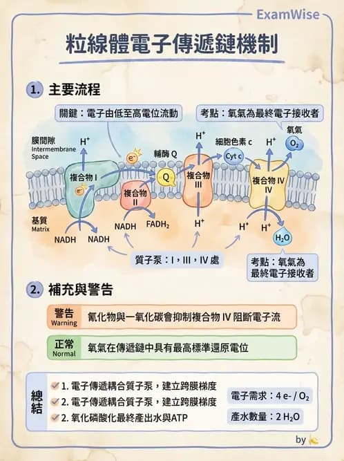 營養 - 能量代謝 - AI 圖文解析預覽