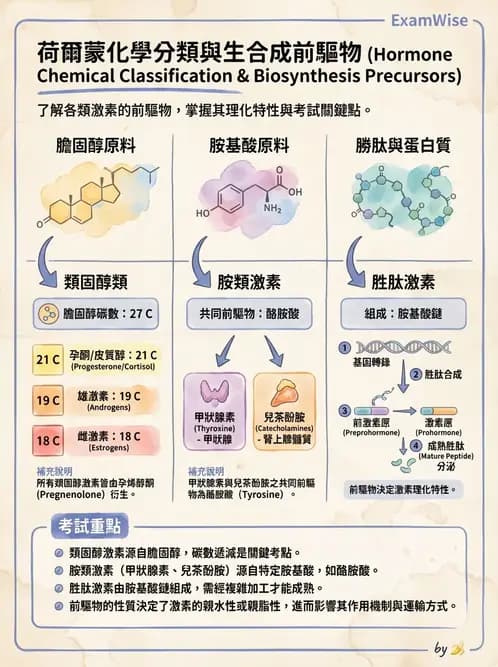 營養 - 內分泌與代謝生理學 - AI 圖文解析預覽