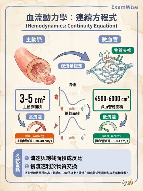 營養 - 心血管系統生理學 - AI 圖文解析預覽