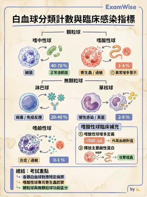 營養 - 血液與免疫 - AI 圖文解析預覽