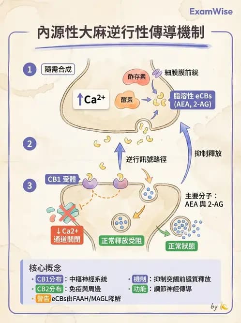 營養 - 神經系統生理學 - AI 圖文解析預覽