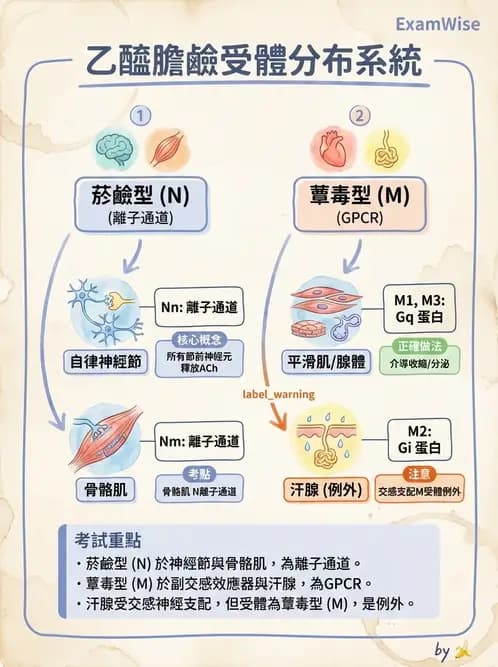 營養 - 神經系統生理學 - AI 圖文解析預覽