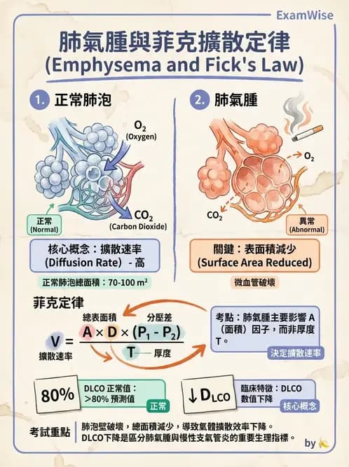 營養 - 呼吸系統生理學 - AI 圖文解析預覽