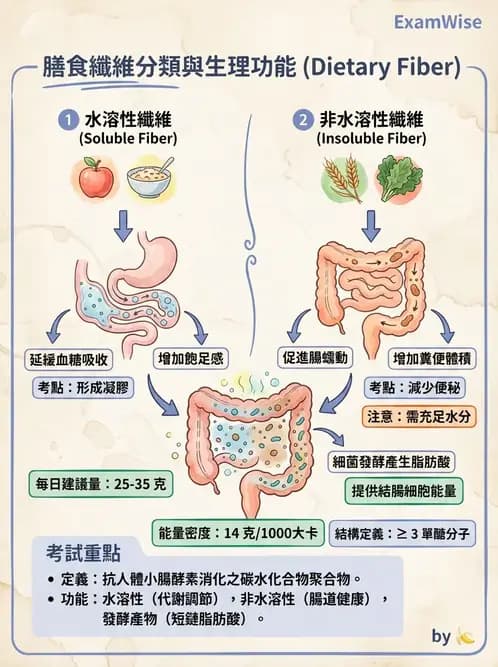 營養 - 醣類結構與膳食纖維 - AI 圖文解析預覽