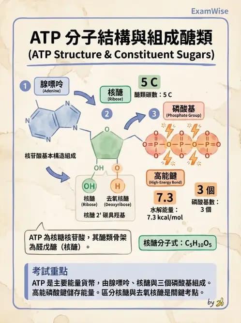 營養 - 醣類結構與膳食纖維 - AI 圖文解析預覽